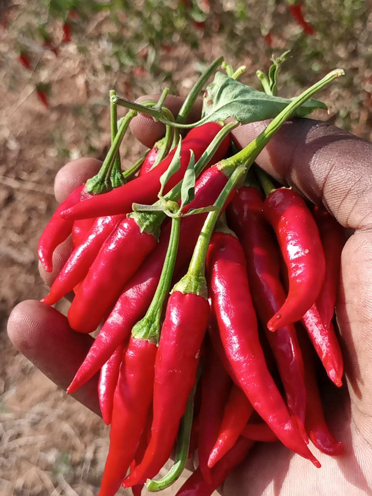 Community health education